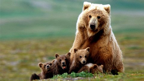 Медведи и одежда с принтами медведей